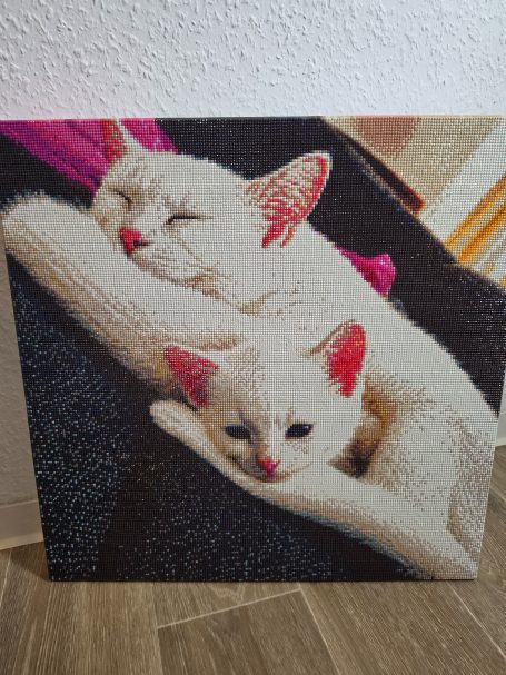 Zwei weiße Katzen liegen entspannt zusammen auf einer dunklen Decke.